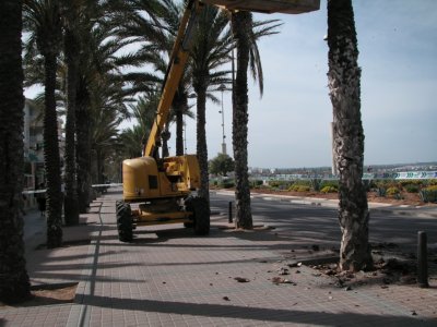 poda palmera (3)  CAMPO ESPAMICA